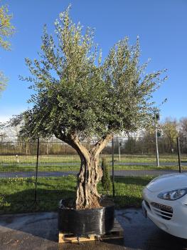Olivenbaum Hojiblanca extra hoch 380 cm -  (ca. 150 Jährig) Mega Olivenbaum Nr.86