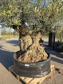 Preview: Olivenbaum-Hojiblanca--Nr-6