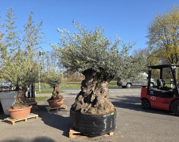 Preview: Olivenbaum-Hojiblanca--Nr-6