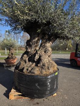 Preview: Olivenbaum Hojiblanca  280 cm -  ( ca. 150 Jährig) mit knorrigem Doppelstamm Nr.93