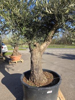 Preview: Olivenbaum Hojiblanca  250 cm -  (ca. 90 Jährig) mit verzweigten Stämmen - Nr.94