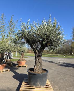 Olivenbaum-Hojiblanca--Nr-95