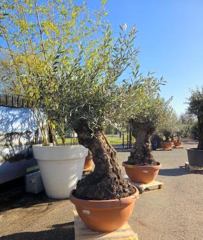 Olivenbaum-Hojiblanca--Nr-96