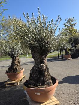 Olivenbaum-Hojiblanca--Nr-97