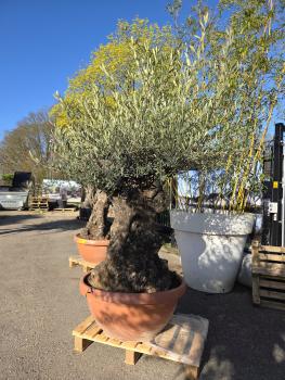 Preview: Olivenbaum Hojiblanca  220 cm -  (ca. 140 Jährig) mit dickem knorrigem Stamm - Nr.97