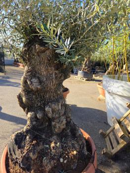 Preview: Olivenbaum Hojiblanca  180 cm -  (ca. 120 Jährig) mit dickem knorrigem Stamm - Nr.98