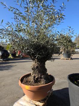 Preview: Olivenbaum Hojiblanca  200 cm -  (ca. 110 Jährig) mit dickem knorrigem Stamm - Nr.100