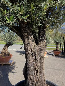 Preview: Olivenbaum Hojiblanca  270 cm -  (ca. 90 Jährig) mit verzweigten Stämmen - Nr.103