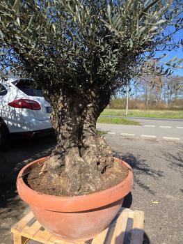 Preview: Olivenbaum Hojiblanca  190 cm -  (ca. 120 Jährig) mit dickem knorrigem Stamm - Nr.105