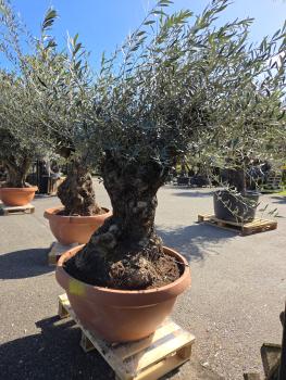Preview: Olivenbaum Hojiblanca  190 cm -  (ca. 120 Jährig) mit dickem knorrigem Stamm - Nr.105