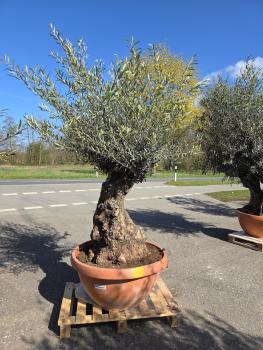 Preview: Olivenbaum Hojiblanca  210 cm -  (ca. 140 Jährig) mit sehr dickem knorrigem Stamm - Nr.106