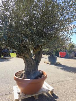 Preview: Olivenbaum Hojiblanca  270 cm -  (ca. 100 Jährig) mit Y Stamm - Nr.107