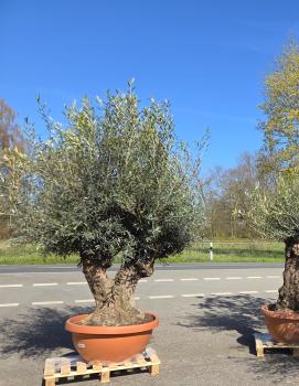 Olivenbaum-Hojiblanca--Nr-107