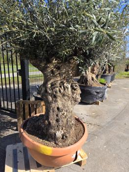 Preview: Olivenbaum Hojiblanca  230 cm -  (ca. 110 Jährig) mit sehr dickem knorrigem Stamm - Nr.109