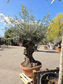 Preview: Olivenbaum Hojiblanca  230 cm -  (ca. 110 Jährig) mit sehr dickem knorrigem Stamm - Nr.109