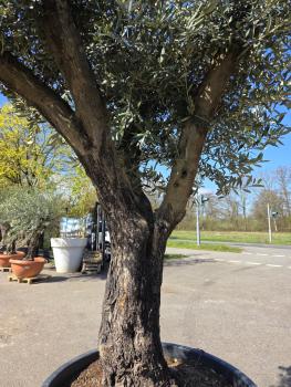Preview: Olivenbaum Hojiblanca  250 cm -  (ca. 90 Jährig) mit schöne verzweigte Stämme - Nr.110