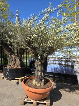 Olivenbaum-Hojiblanca--Nr-111