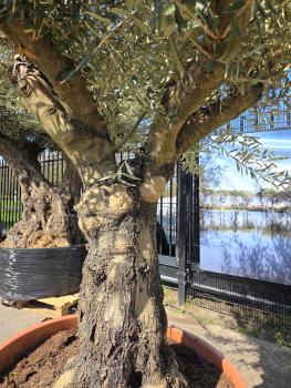 Preview: Olivenbaum Hojiblanca  220 cm -  (ca. 90 Jährig) mit dickem knorrigem Stamm - Nr.111