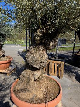 Preview: Olivenbaum Hojiblanca  220 cm -  (ca. 120 Jährig) mit sehr dickem knorrigem Stamm - Nr.113