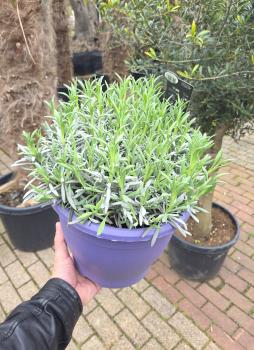 Lavendel x intermedia