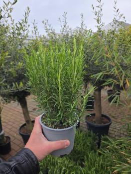 Rosmarinus officinalis  im 12 cm Topf