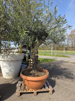 Olivenbaum-Hojiblanca--Nr-116