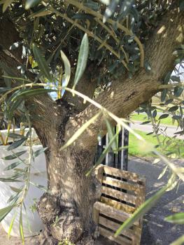 Preview: Olivenbaum Hojiblanca  230 cm -  (ca. 65 Jährig) mit dickem knorrigem Stamm - Nr.116