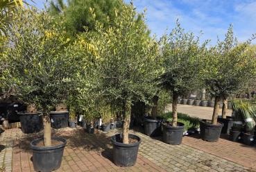 Olivenbaum Hojiblanca  200cm -  (ca. 30 Jährig) Super Qualität zum kleinen Preis.