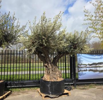 Olivenbaum XXL Hojiblanca  290 cm -  (über 200 Jährig) Mega Olivenbaum Nr.80
