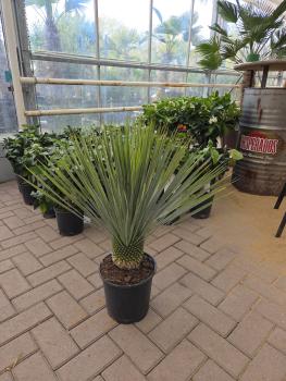 Yucca-Rostrata-1