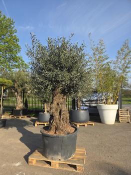 Olivenbaum-Hojiblanca--Nr-118