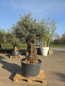 Preview: Olivenbaum Hojiblanca  250 cm -  (ca. 170 Jährig) mit sehr dickem knorrigem Stamm - Nr.118