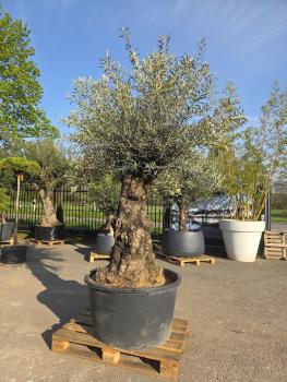 Olivenbaum-Hojiblanca--Nr-119