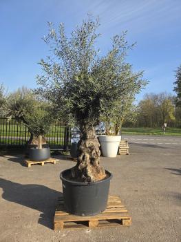 Preview: Olivenbaum Hojiblanca  270 cm -  (ca. 150 Jährig) mit sehr dickem knorrigem Stamm - Nr.119