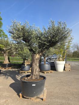 Preview: Olivenbaum Hojiblanca  260 cm -  (ca. 100 Jährig) mit schöne verzweigten Stämmen - Nr.121