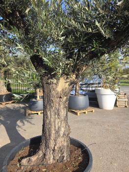 Preview: Olivenbaum Hojiblanca  260 cm -  (ca. 100 Jährig) mit schöne verzweigten Stämmen - Nr.121