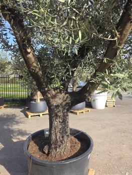 Preview: Olivenbaum Hojiblanca  260 cm -  (ca. 100 Jährig) mit schöne verzweigten Stämmen - Nr.122