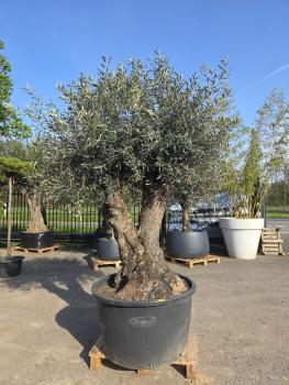 Olivenbaum-Hojiblanca--Nr-123