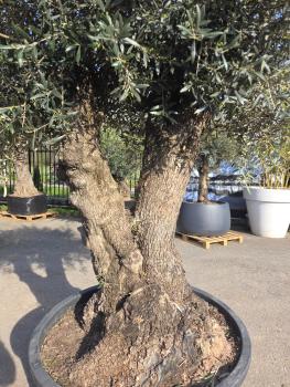 Preview: Olivenbaum Hojiblanca  260 cm -  (ca. 170 Jährig) mit sehr dickem knorrigem Stamm - Nr.123