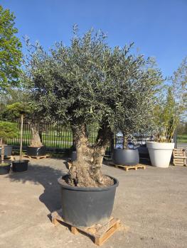 Preview: Olivenbaum Hojiblanca  260 cm -  (ca. 170 Jährig) mit sehr dickem knorrigem Stamm - Nr.123