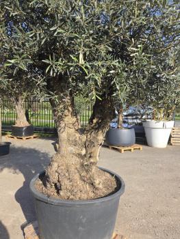 Preview: Olivenbaum Hojiblanca  260 cm -  (ca. 170 Jährig) mit sehr dickem knorrigem Stamm - Nr.123