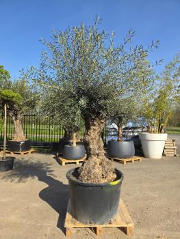 Olivenbaum-Hojiblanca--Nr-124