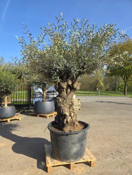 Olivenbaum-Hojiblanca--Nr-125