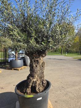 Preview: Olivenbaum Hojiblanca  240 cm -  (ca. 150 Jährig) mit sehr dickem knorrigem Stamm - Nr.125