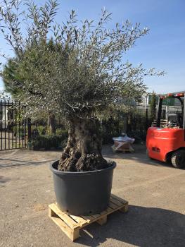 Preview: Olivenbaum Hojiblanca  230 cm -  (+180 Jährig) mit sehr sehr dickem knorrigem Stamm - Nr.126