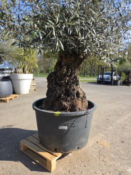 Preview: Olivenbaum Hojiblanca  230 cm -  (+180 Jährig) mit sehr sehr dickem knorrigem Stamm - Nr.126