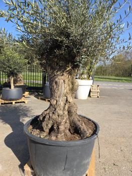 Preview: Olivenbaum Hojiblanca  230 cm -  (ca. 150 Jährig) mit sehr dickem knorrigem Stamm - Nr.127