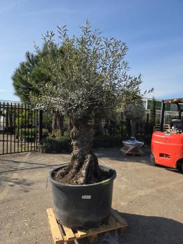 Preview: Olivenbaum Hojiblanca  230 cm -  (ca. 150 Jährig) mit sehr dickem knorrigem Stamm - Nr.127