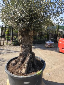 Preview: Olivenbaum Hojiblanca  230 cm -  (ca. 150 Jährig) mit sehr dickem knorrigem Stamm - Nr.127