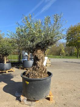 Olivenbaum-Hojiblanca--Nr-128